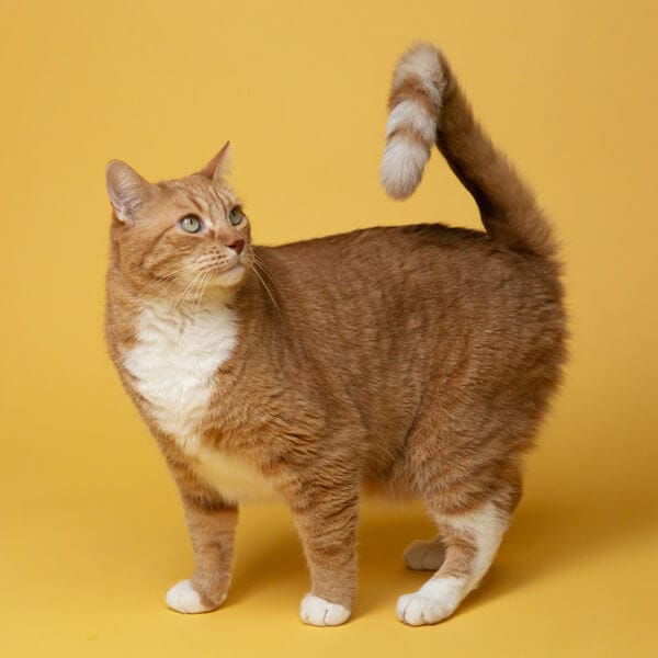what are good treats for cats