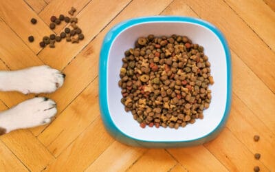 What’s Really in Remy’s Food? Exploring Ingredients, Superfoods & Pet Favorites