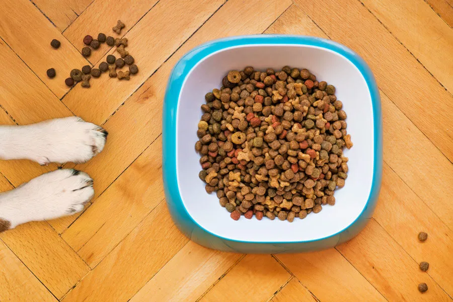 Remy Food Ingredients – Tthe Best Treats for Cats