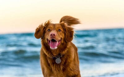 The Dinner Mixer Guide: Healthy Snacks for Dogs & Easy Homemade Cat Treats
