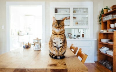 Best Treats for Cats + What Dogs Can (and Can’t) Eat: Apple Cinnamon & More