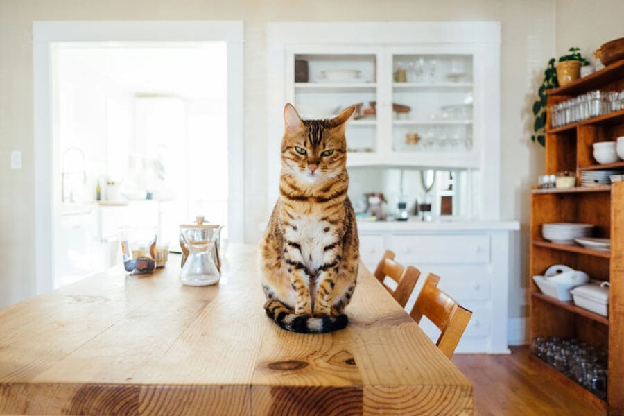 best treats for cat