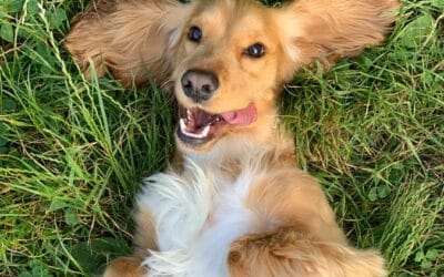 Turkey Heart for Dogs: A Superfood Snack Your Pup Will Love
