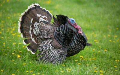 Beef Medley Benefits: Is Turkey Heart Good for Pets? A Meat Lover’s Guide