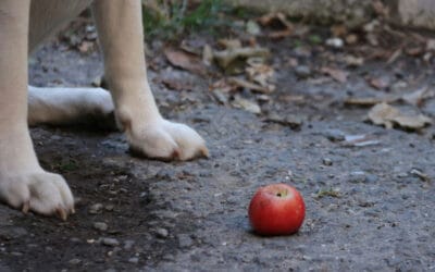 Can Dogs Have Apple and Cinnamon? A Superfood Breakdown with Meal Mixer Tips