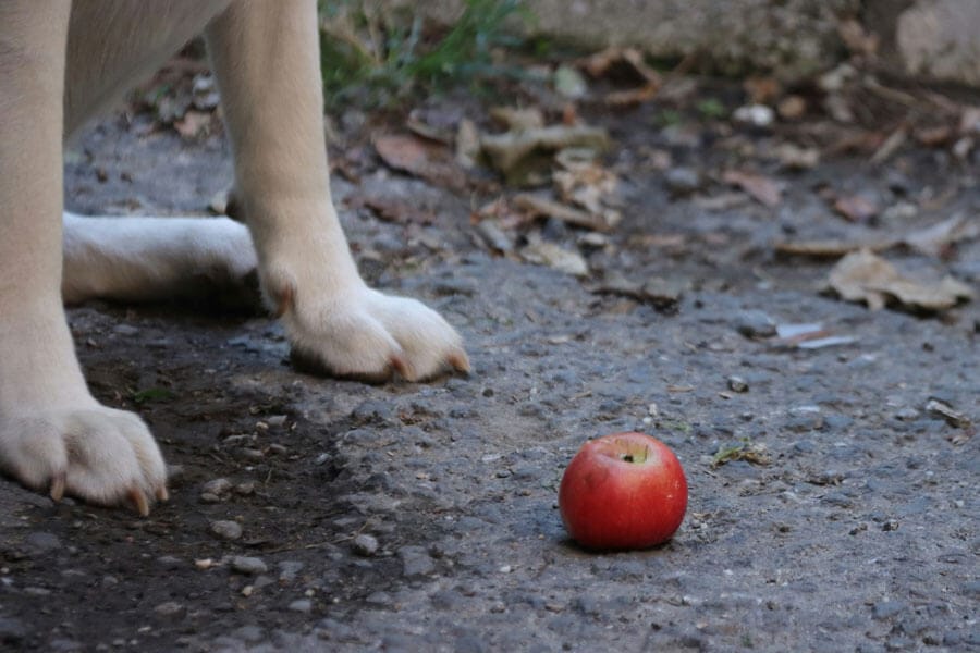 can dogs have apple and cinnamon