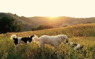 Cat Food Delivery & More: What to Know About Pet Food Services and Safety for Dogs