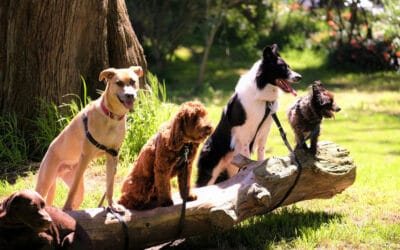 Dog Food Toppers That Boost Nutrition: Best Options for Allergies & Subscriptions
