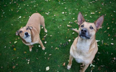 Dog Food Calculator Guide: Portion Tips for Sensitive Skin, Bowls, and Mats