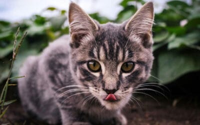 Cats’ Favorite Treats & Superfood Snacks: What Pets Love (and Why It Matters)