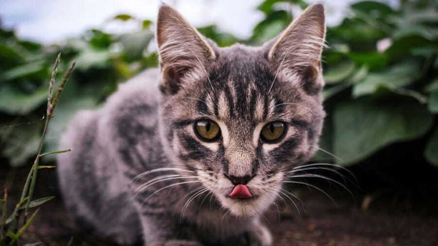 cats favorite treats