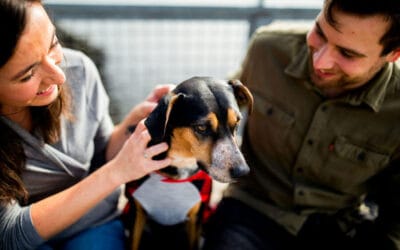 Dog Food Brands to Avoid: What to Know for Sensitive Stomachs & Safe Storage