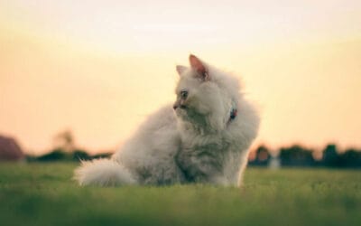 Latest Cat Food Recalls & Safe Feeding Tips for Dogs and Cats