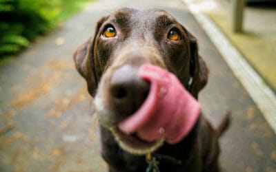 What Are Good Snacks for Cats? Plus, Human Foods Dogs Can Safely Enjoy