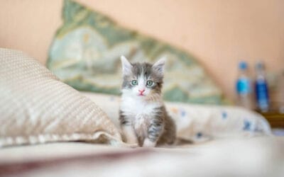 Homemade Cat Treats: What Treats Are Good for Cats & How to Make Them at Home