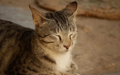 Can Dogs Eat Cat Food? Risks, Safety Tips, and What to Feed Instead