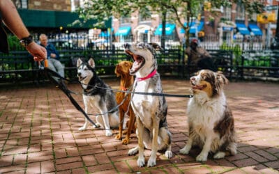 Dog Food Recall 2025: What Pet Parents Need to Know + Safe Alternatives