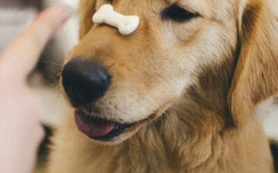 Turmeric Gummies for Dogs: Superfood Benefits + Easy Cat Treat Recipes
