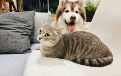 Dog Food vs. Cat Food: What’s Best for Your Pet & How to Choose the Right Brand